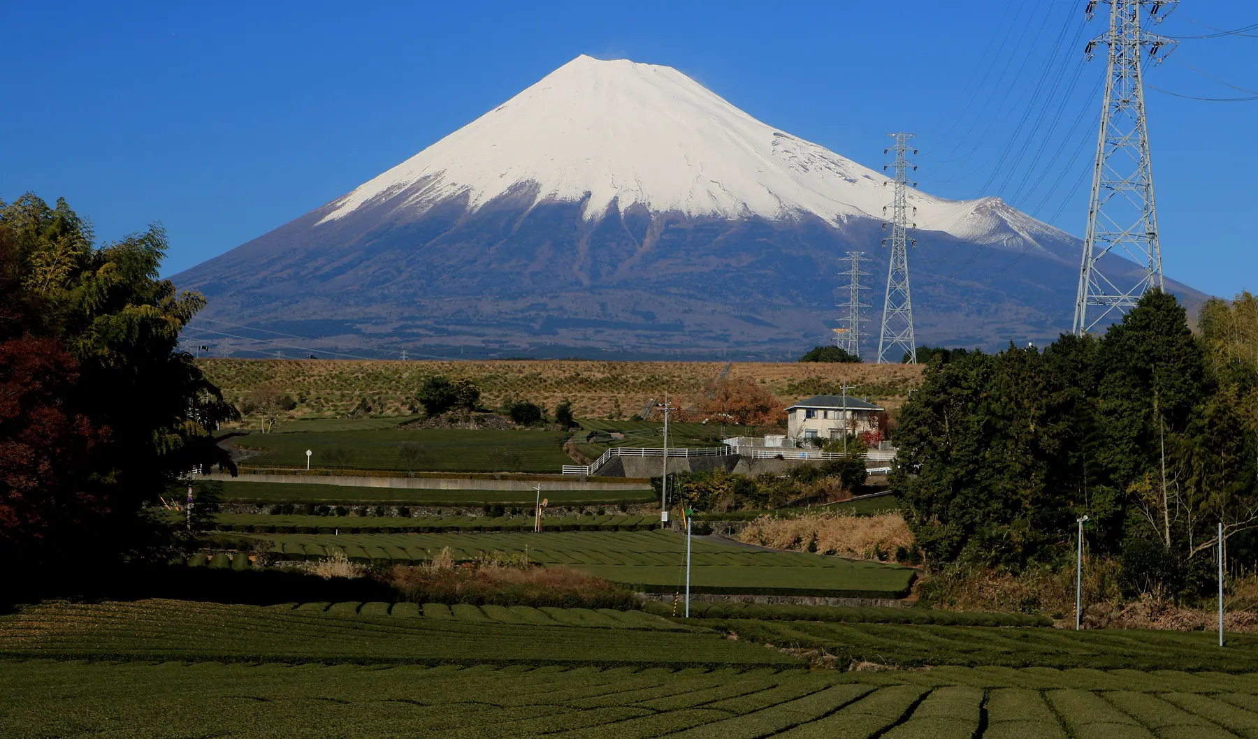 Tea Country: From the Hills to the Cup