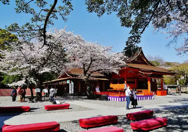 Cherry blossom beside the main hall