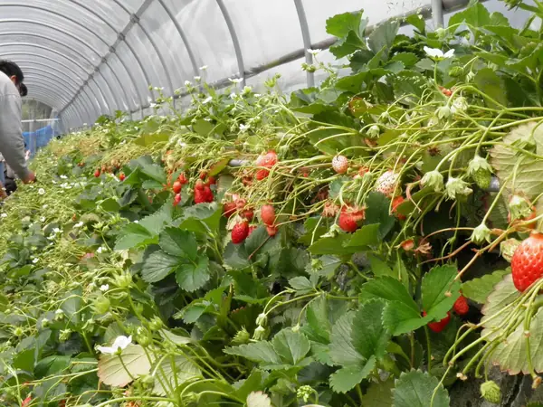 Kunozan Strawberry Picking