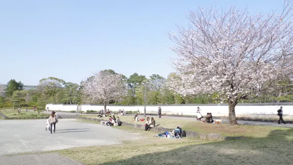 Cherry blossom inside Sunpu Castle Park