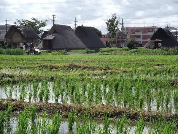 Restored rice paddies beside the dwellings